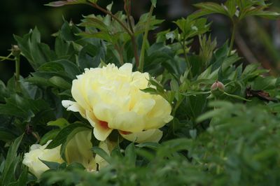 Pivoines Itoh