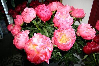 Pivoines en pot : conseils de pro et astuces 