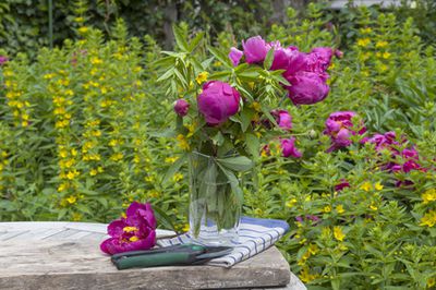 Tailler les pivoines : les conserver en bonne sant� et florif�res