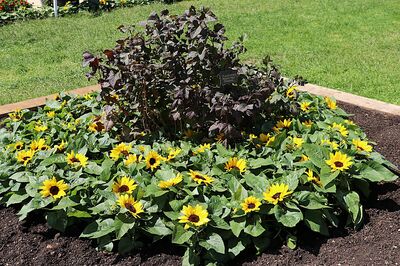 Installer des cassis Cassissima � dans votre jardin