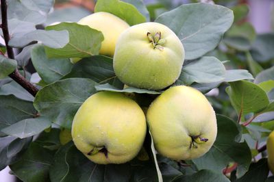 Planter des coings – tout savoir sur la plantation, l'entretien et l'utilisation des coings