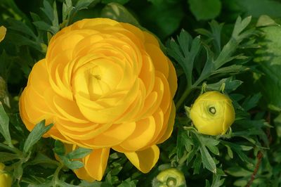 Planter des renoncules - tout sur l'emplacement, les soins et l'hivernage