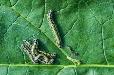 Chenille verte - on trouve ces esp�ces dans le jardin