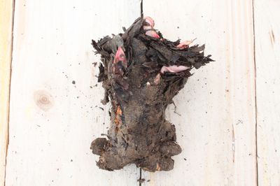 Diviser la rhubarbe - deux plants voire plus � partir d’un seul