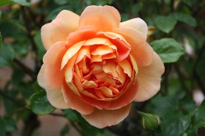 Les roses anglaises de David Austin