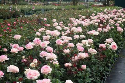 Planter, entretenir et tailler des rosiers � fleurs group�es�: le guide de culture Lubera�