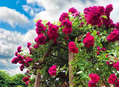 Comment construire soi-m�me une arche de rosier au jardin ?
