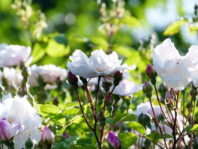 Entretien des rosiers - les douze conseils les plus importants pour de belles roses et une culture des roses r�ussie