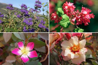 Les compagnons des roses : Les meilleurs partenaires pour vos rosiers