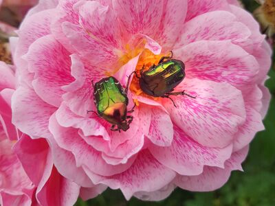 La c�toine dor�e : un insecte utile aux couleurs chatoyantes ou un ravageur discret des plantes ?