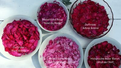 Quelles roses choisir pour faire du sirop de rose ? Roses les plus parfum�es, nos conseils et recettes