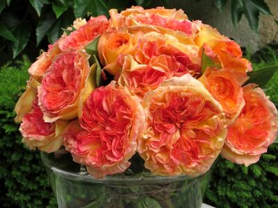 Rosiers Delbard, Henri Delbard