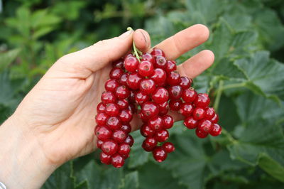 Saure Johannisbeeren, Ribest&reg; Decorette&reg;