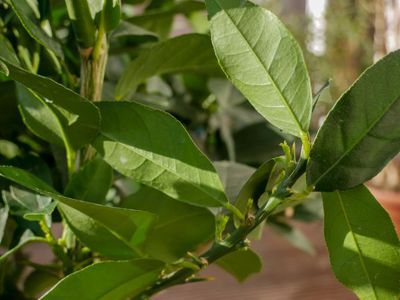 Mon citronnier ne fleurit pas�: causes et conseils d’entretien