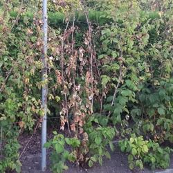 Phytophthora du framboisier: Les sympt�mes de la pourriture des racines du framboisier