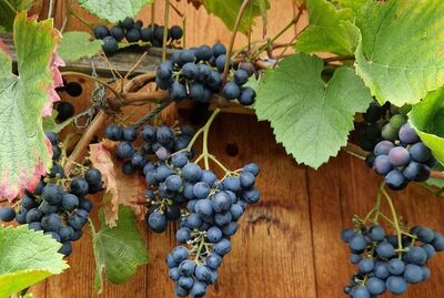 Pourquoi les c�pages classiques comme le pinot noir ou le riesling ne sont pas adapt�s au jardin priv�s ?