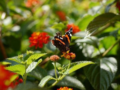 Lantana camara, Lantanier, hivernage, Hiverner les Lantaniers