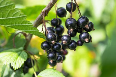 Tailler les cassis – comment r�ussir la taille