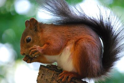 Prot�ger les animaux d�s l'automne : comment transformer le jardin en refuge l'hiver ?