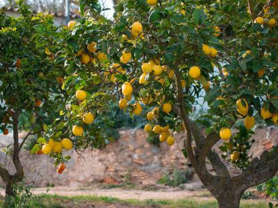 Comment bien entretenir un citronnier