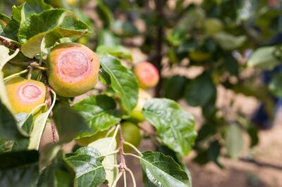 Coups de soleil sur les fruits : causes, dommages et protection dans le jardin