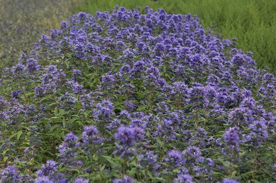 Les meilleurs arbustes � floraison automnale