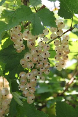 Planter et entretenir les groseilliers blancs