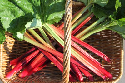 R�colter la rhubarbe - Pour que tout fonctionne bien