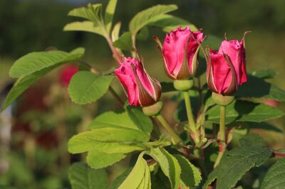 Planter des rosiers en haie : Nos conseils pour la plantation de vos haies de rosiers