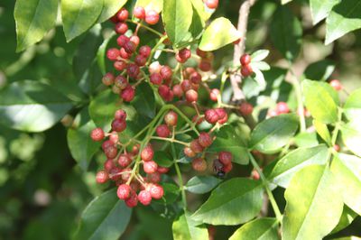 Planter, entretenir et r�colter le poivrier du Sichuan