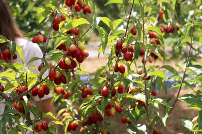 Les strat�gies de f�condation du Cornus mas