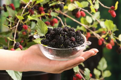 Cultiver un m�rier en pot
