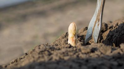 R�colter les asperges : Notre guide simple pour une r�ussite assur�e 