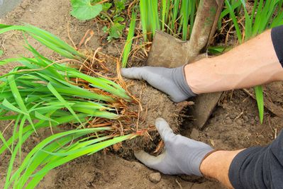 Diviser les plantes vivaces : Tout pour rajeunir, multiplier et d�placer les plantes vivaces