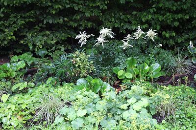 Parterre de plantes vivaces, box ombrag&eacute;s un an apr&egrave;s la plantation