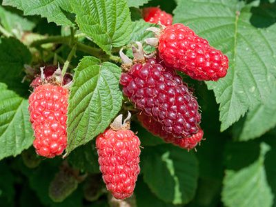 Culture des Tayberry avec des conseils sur l&rsquo;emplacement et des instructions sur la plantation et la taille