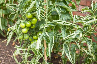 Enroulement des feuilles de tomates : Pourquoi?