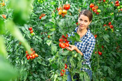 Produire des tomates pour sa consommation personnelle : le l�gume le plus appr�ci� du potager