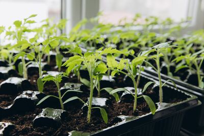 Semis des l�gumes-fruits : quelques conseils pour obtenir de jeunes plants vigoureux