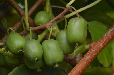 Les kiwa&iuml;s &mdash; les petits kiwis pour petits espaces