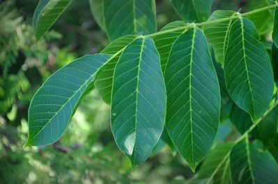 Faits int&eacute;ressants sur les feuilles de noyer