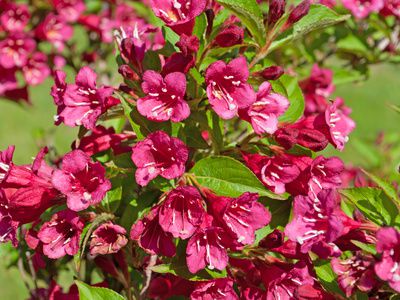 Tailler et multiplier les weigelias - conseils sur les vari�t�s et la p�riode de floraison