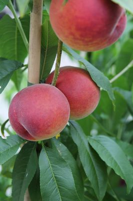 P&ecirc;cher de vigne &ndash; comment cultiver correctement le Prunus persica
