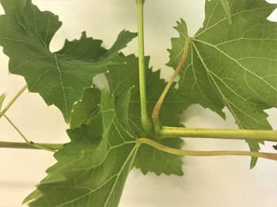 �pamprer la vigne — pourquoi et dans quel but