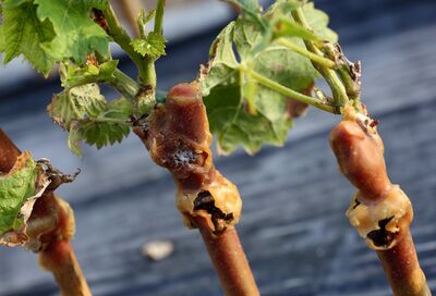 Le greffage des vignes – Pourquoi c'est aussi tr�s important dans votre jardin