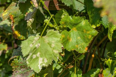 Les parasites et les maladies de la vigne : que faire pour les combattre ?