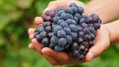Des vignes r�sistantes pour le jardin familial : Lubera teste 150 vari�t�s