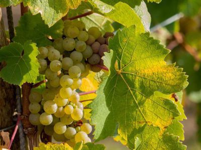 Planter une vigne : Conseils pour planter et entretenir la vigne