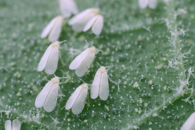 Lutter contre les mouches blanches : les meilleurs conseils pour des plantes saines