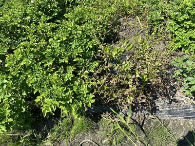 Vos tomates sont-elles (encore) vivantes ?